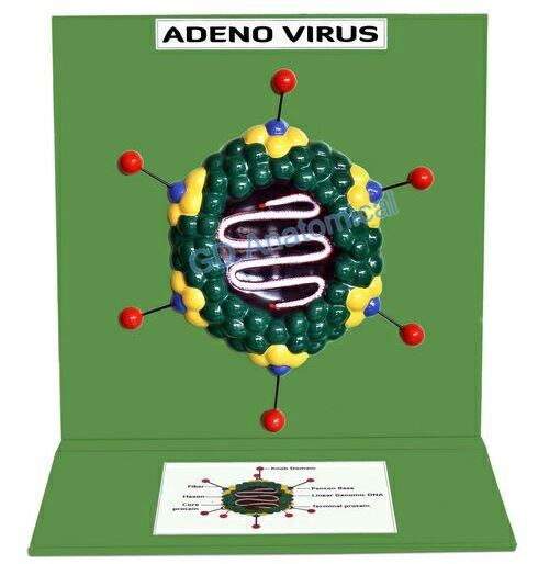 Adeno Viruses