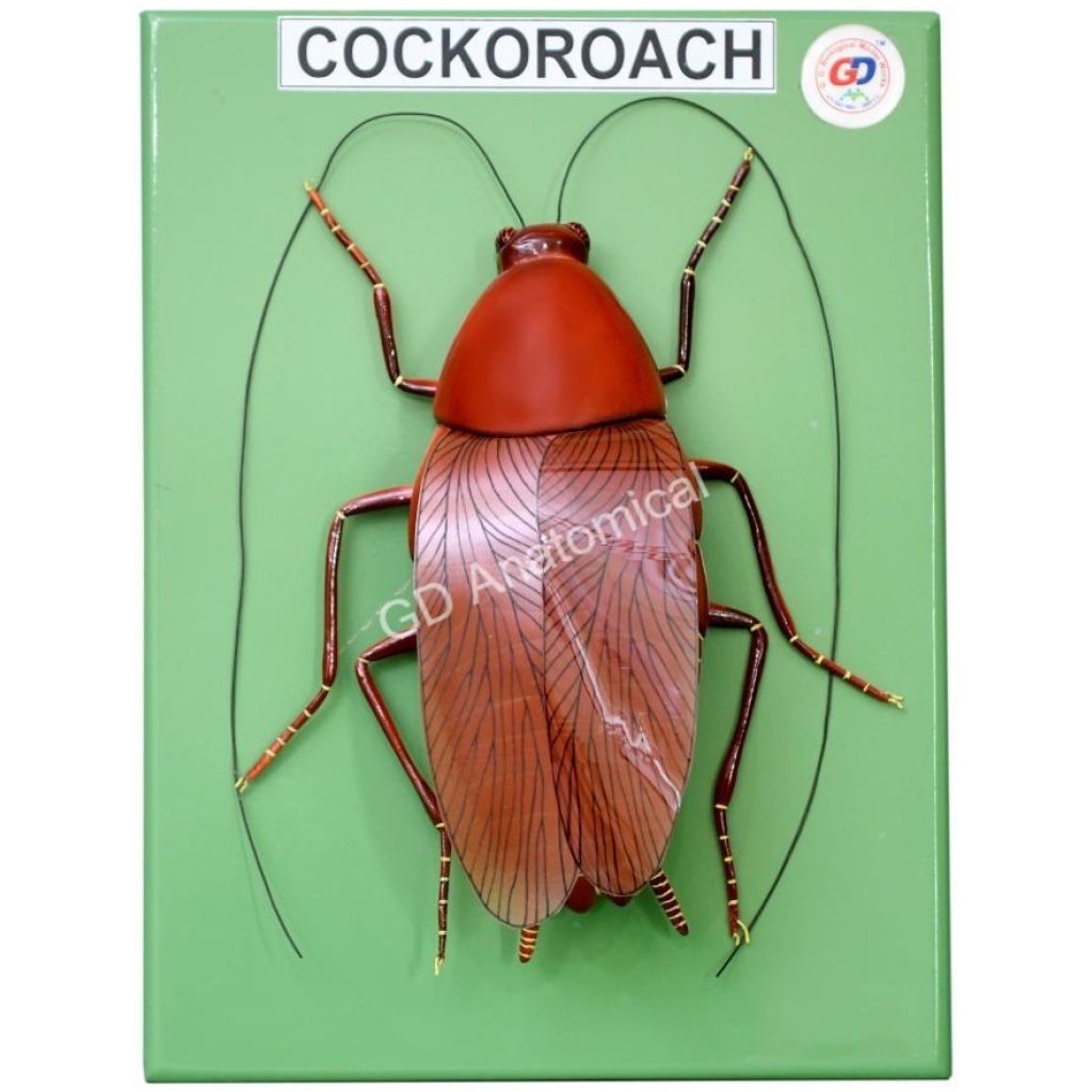 Cockroach Model – GD Anatomicals