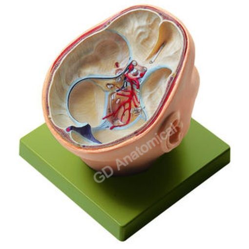 Brain With Arteries On Head Model