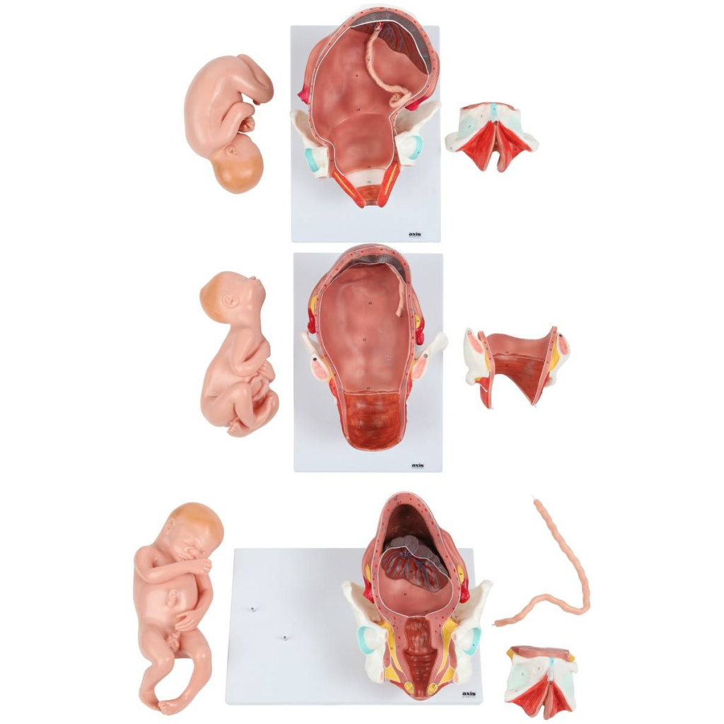 3-Stage Childbirth Process, Set of 3 Models – GD Anatomicals