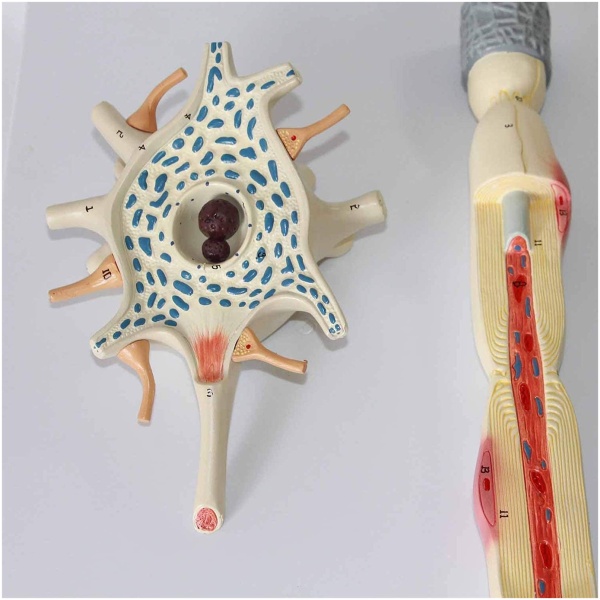 Anatomical Human Neuron model – GD Anatomicals