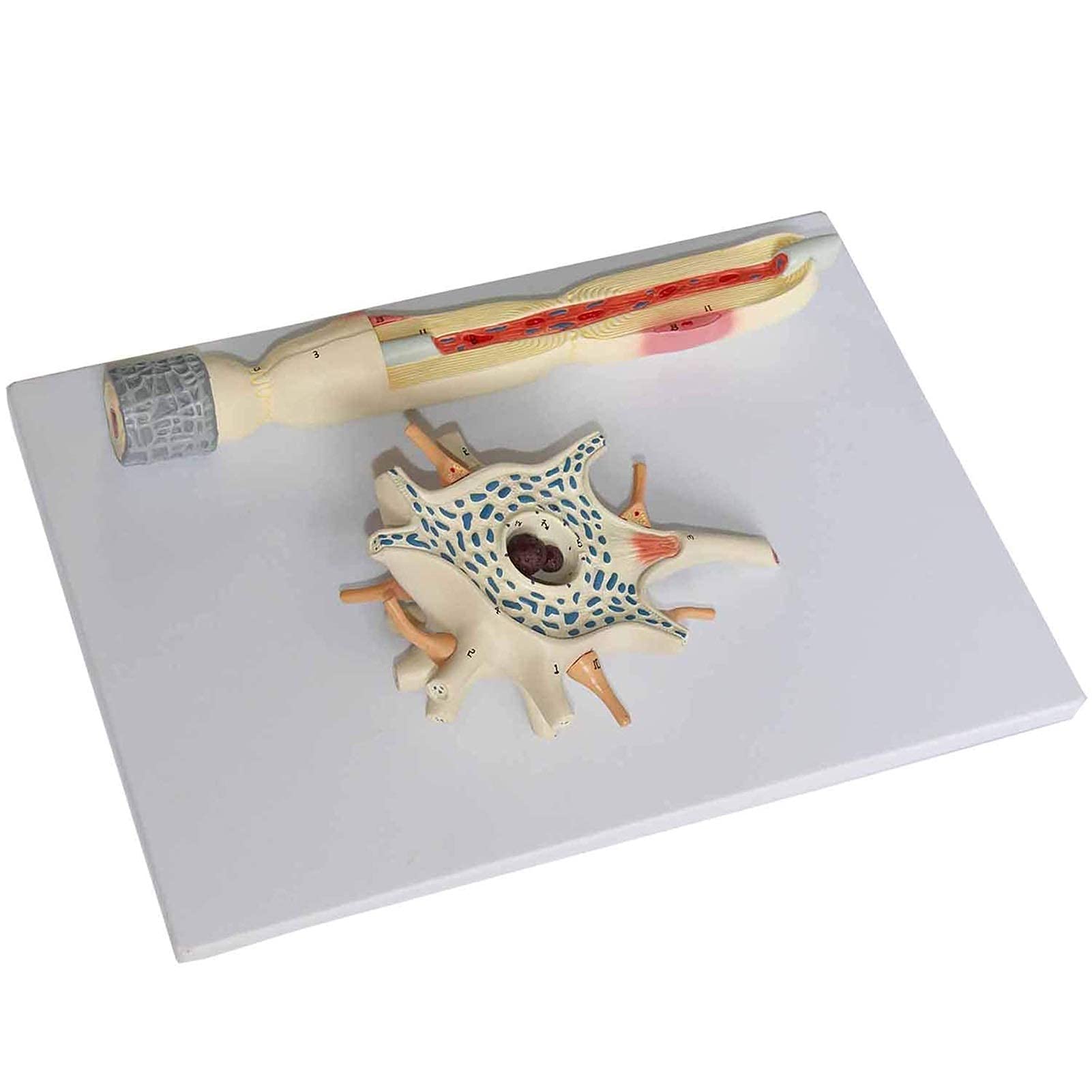 Anatomical Human Neuron model – GD Anatomicals