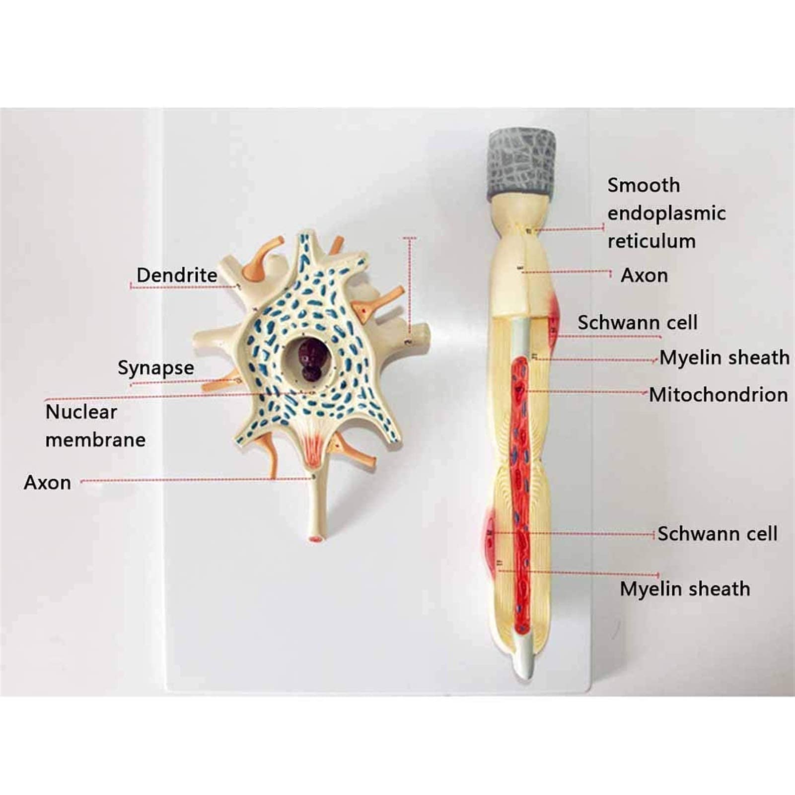 Anatomical Human Neuron model – GD Anatomicals