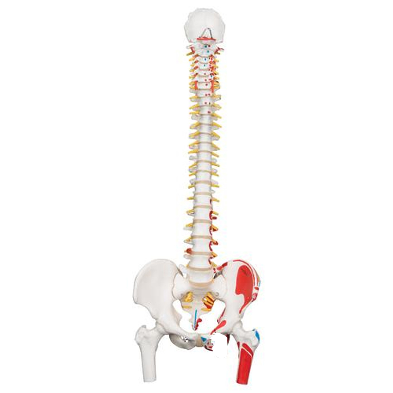 Durable Flexible Spine Anatomy Model – GD Anatomicals