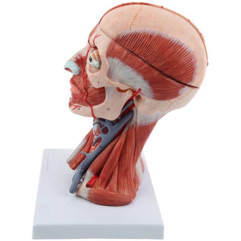 Model Backbone Neck Head Head and Neck Muscle Model – GD Anatomicals