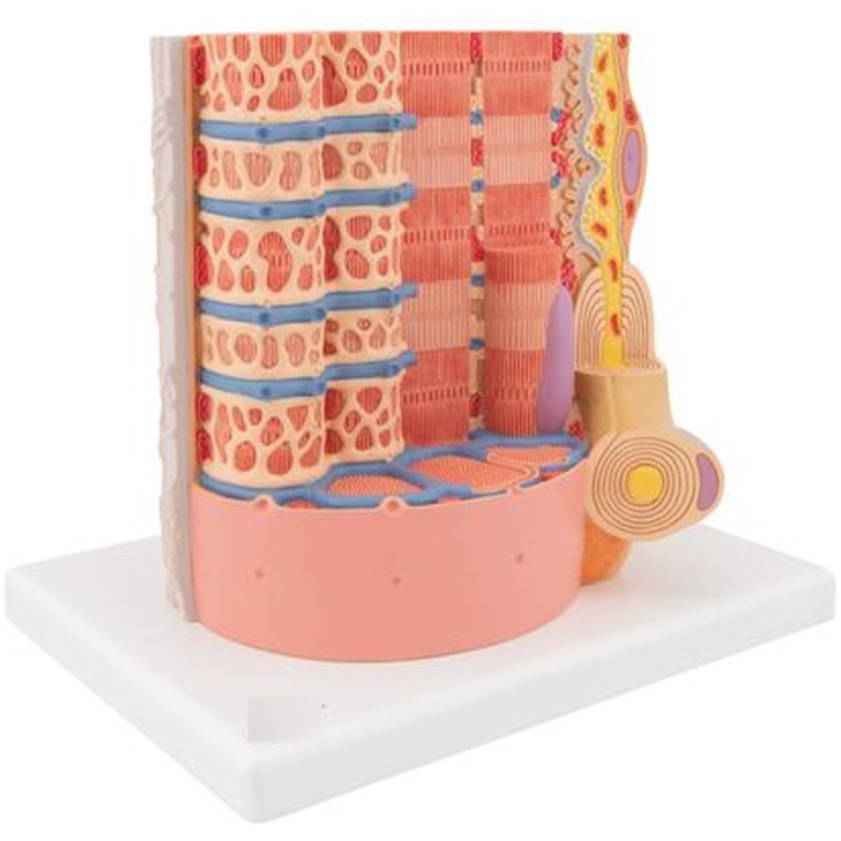 Human Muscle Micro Anatomy Model – GD Anatomicals