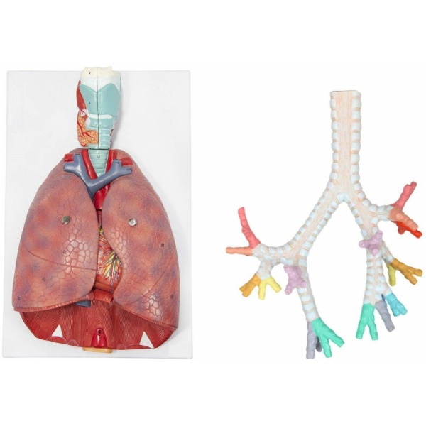 Lung Anatomy Model Set – GD Anatomicals