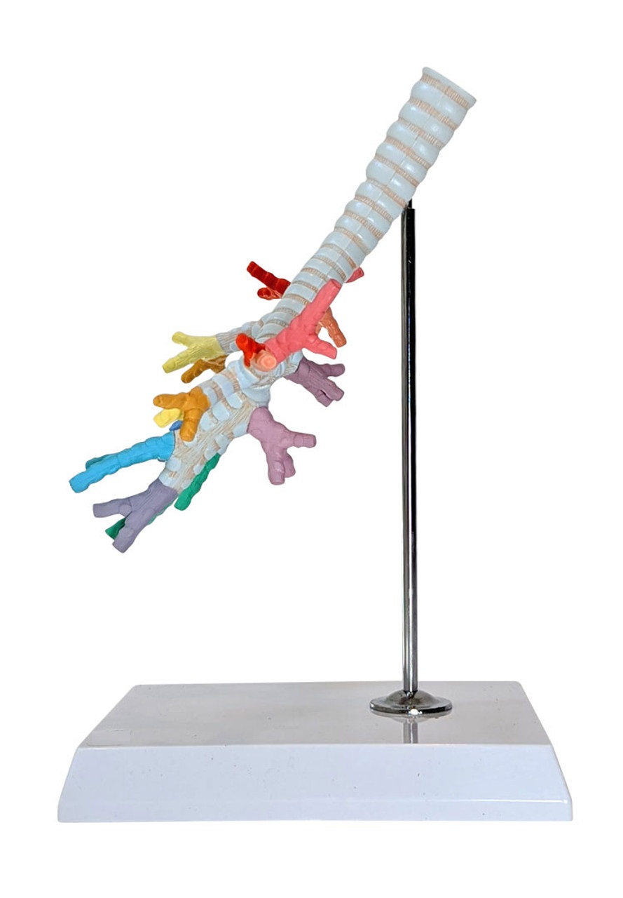 Trachea And Bronchi Model