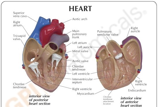 Heart Model